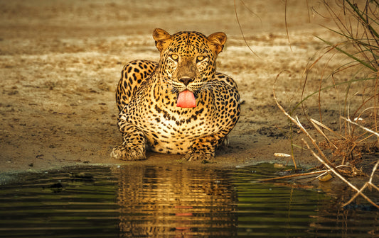 Wildlife Adventures in Sri Lanka – 7-Day Escape into the Wild