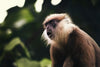 Wildlife Adventures in Sri Lanka – 7-Day Escape into the Wild