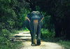 Wildlife Adventures in Sri Lanka – 7-Day Escape into the Wild