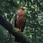 Wildlife Adventures in Sri Lanka – 7-Day Escape into the Wild