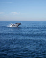 Ultimate Sri Lanka Surf Adventure: 6-Day Coastal Explorer