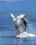 Ultimate Sri Lanka Surf Adventure: 6-Day Coastal Explorer