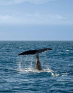 Ultimate Sri Lanka Surf Adventure: 6-Day Coastal Explorer