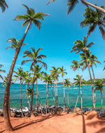 Ultimate Sri Lanka Surf Adventure: 6-Day Coastal Explorer