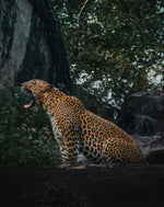 Wildlife Adventures in Sri Lanka – 7-Day Escape into the Wild