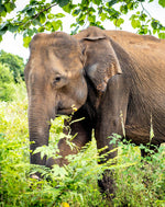 Ultimate Sri Lanka Surf Adventure: 6-Day Coastal Explorer