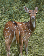 Wildlife Adventures in Sri Lanka – 7-Day Escape into the Wild