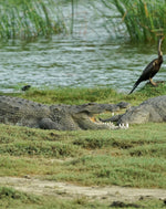 Wildlife Adventures in Sri Lanka – 7-Day Escape into the Wild