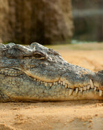 Wildlife Adventures in Sri Lanka – 7-Day Escape into the Wild