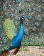 Ultimate Sri Lanka Surf Adventure: 6-Day Coastal Explorer