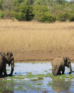 Ultimate Sri Lanka Surf Adventure: 6-Day Coastal Explorer