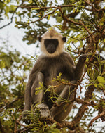 Ultimate Sri Lanka Surf Adventure: 6-Day Coastal Explorer