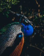 Wildlife Adventures in Sri Lanka – 7-Day Escape into the Wild