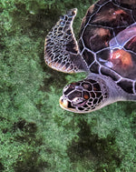 Wildlife Adventures in Sri Lanka – 7-Day Escape into the Wild