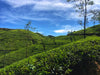 June Journey Holiday in Sri Lanka's Upcountry – 5-Day Spiritual & Scenic Retreat
