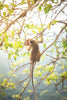 Wildlife Adventures in Sri Lanka – A 3-Day Escape into the Wild