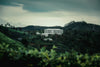 June Journey Holiday in Sri Lanka's Upcountry – 5-Day Spiritual & Scenic Retreat