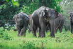 Wildlife Adventures in Sri Lanka – 7-Day Escape into the Wild